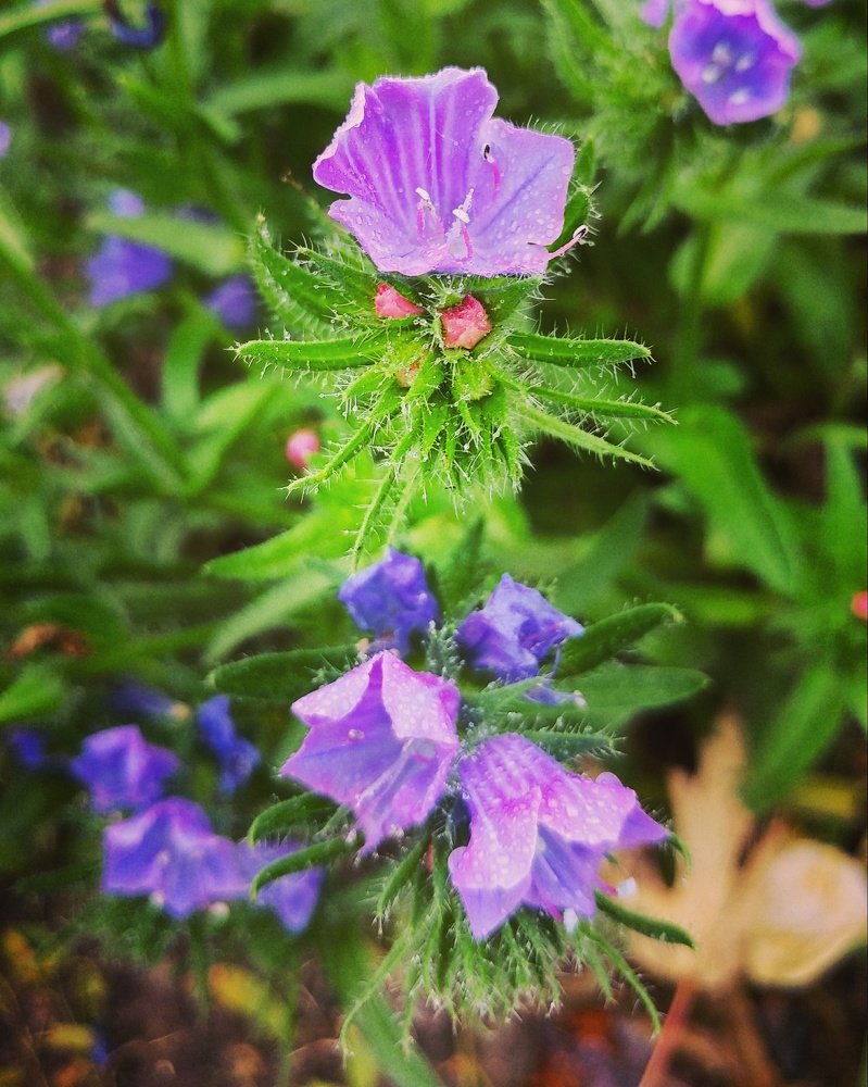 Осеннее утро