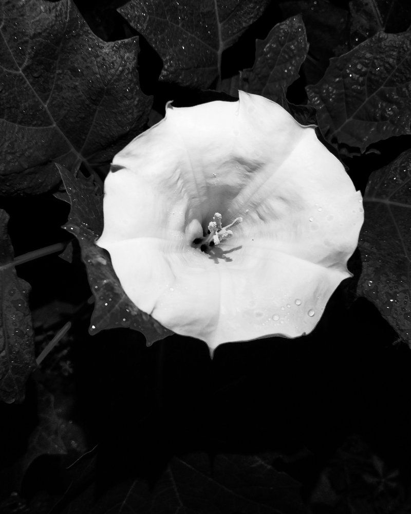 Black and white