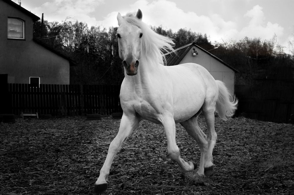 Последний ветер