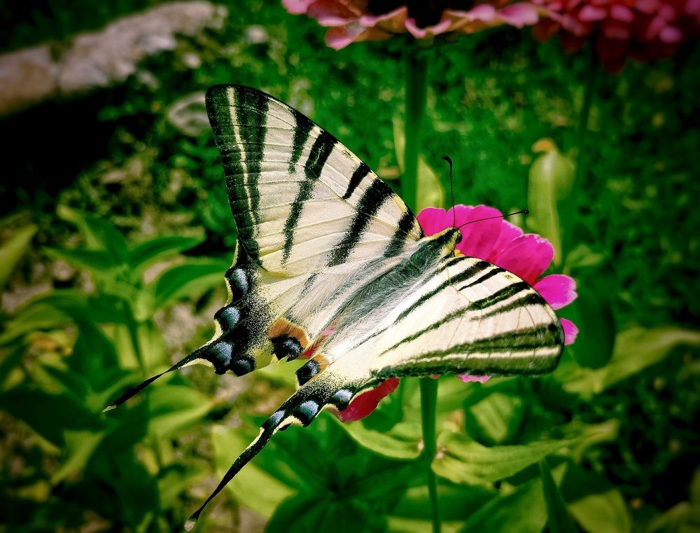 Бабочка Махаон