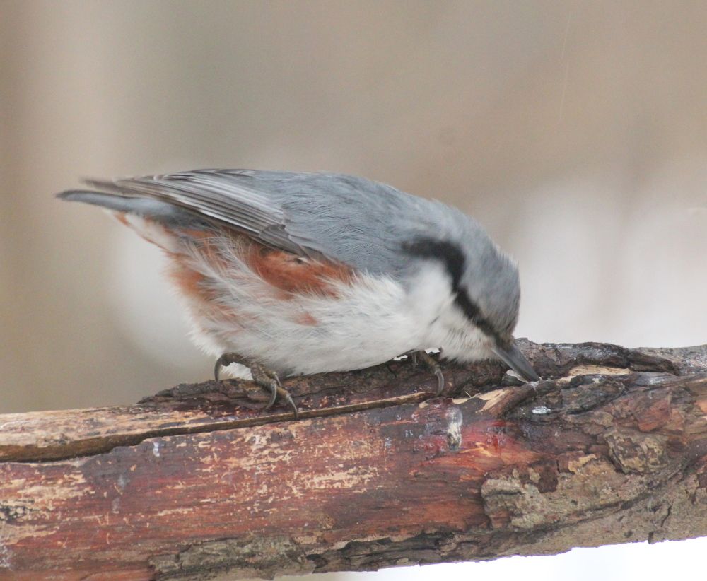 Грустный поползень