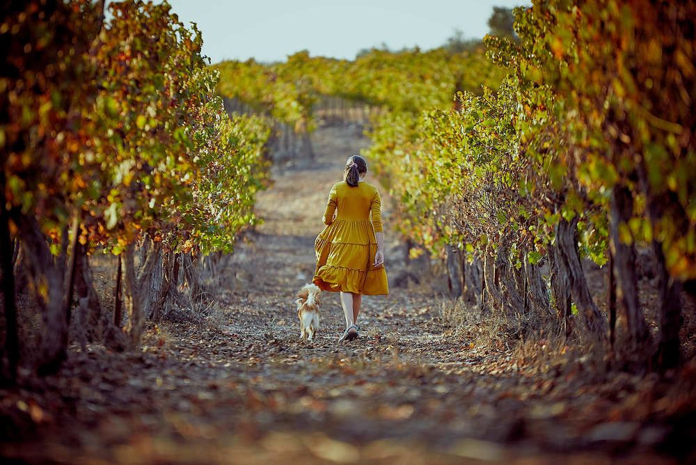 По дороге с виноградом