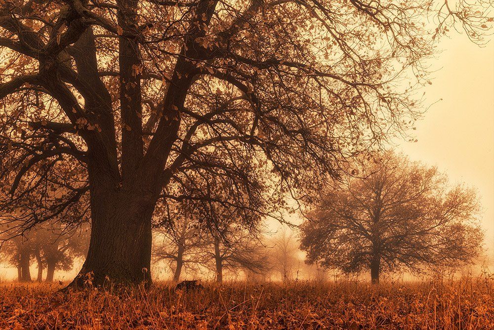 Фотография автора Игорь Баранов