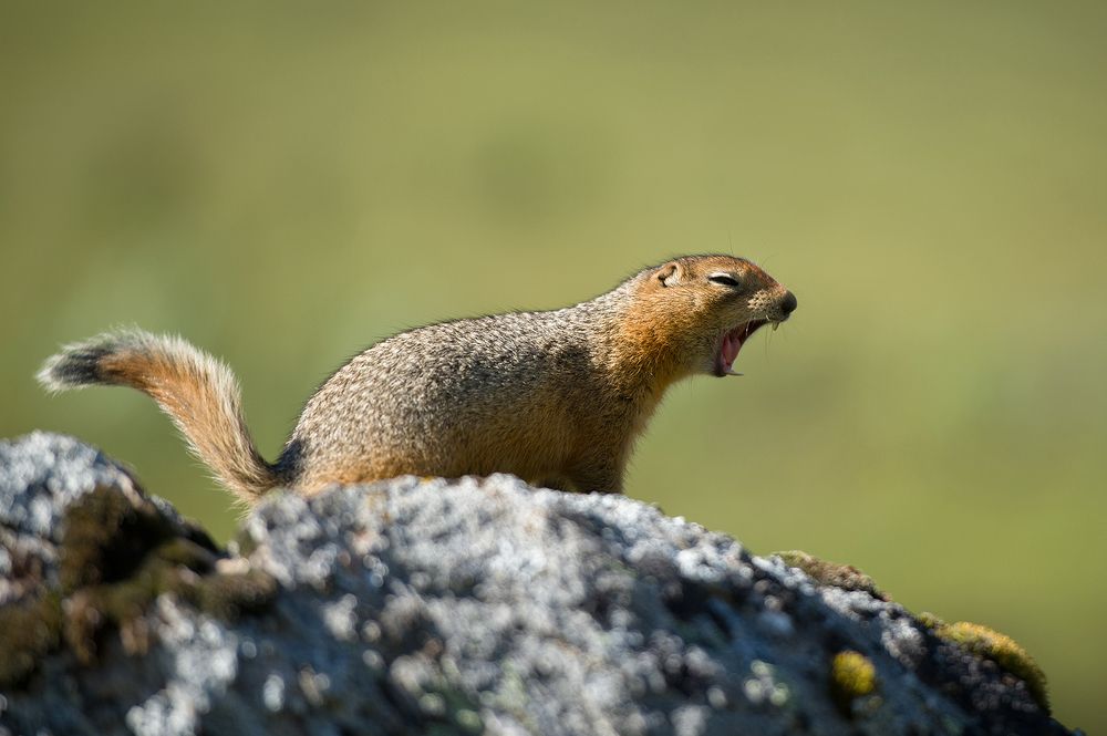 Arctic ground squirrel