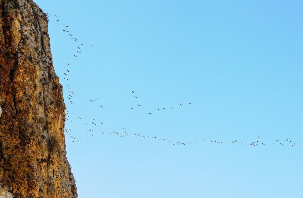 Storks are migratory birds.