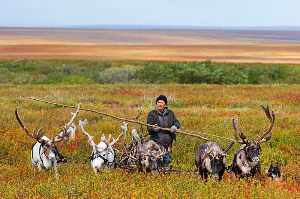 А на оленях лучше...