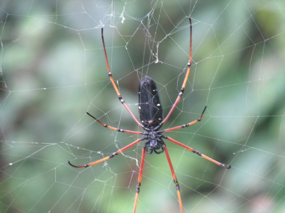 Giant spider