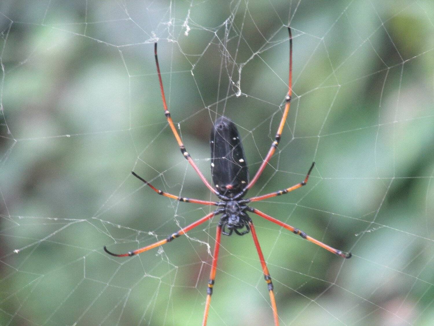 Giant spider