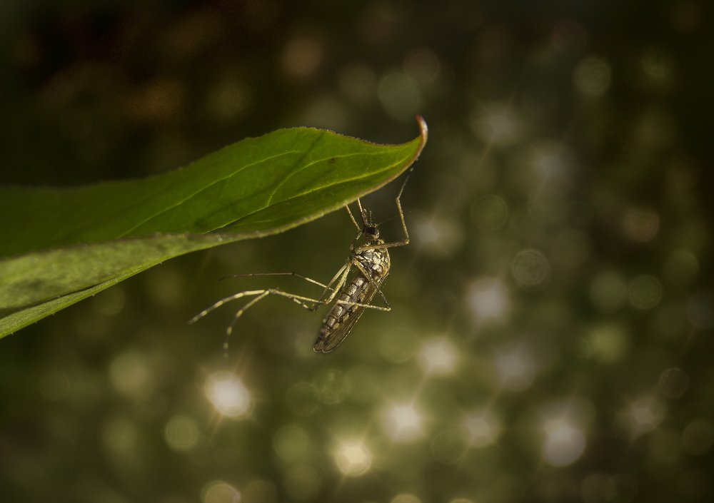 Во власти грёз