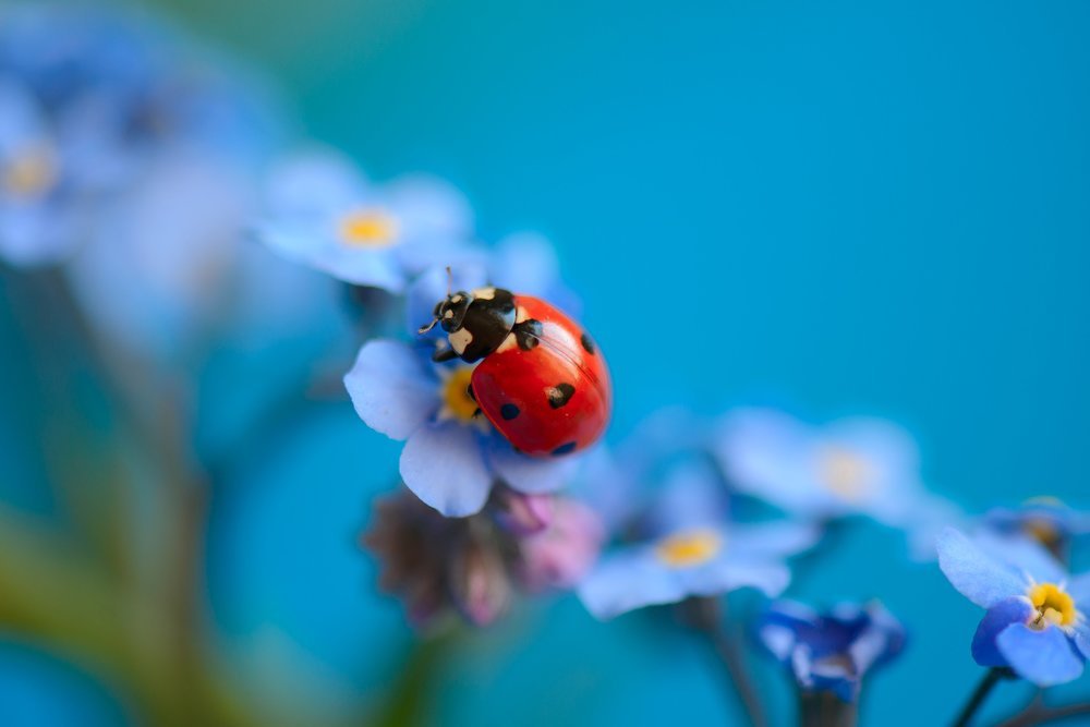 милая букашка