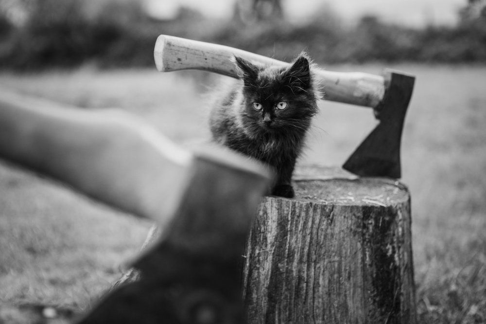 Viking cat