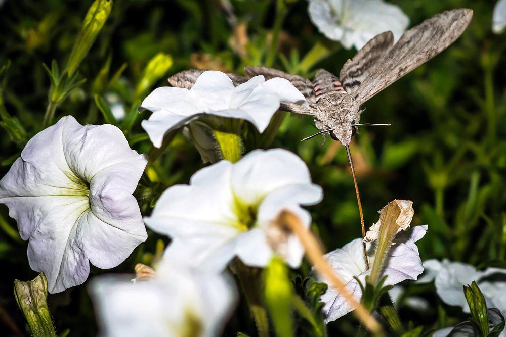 Бабочка бражник