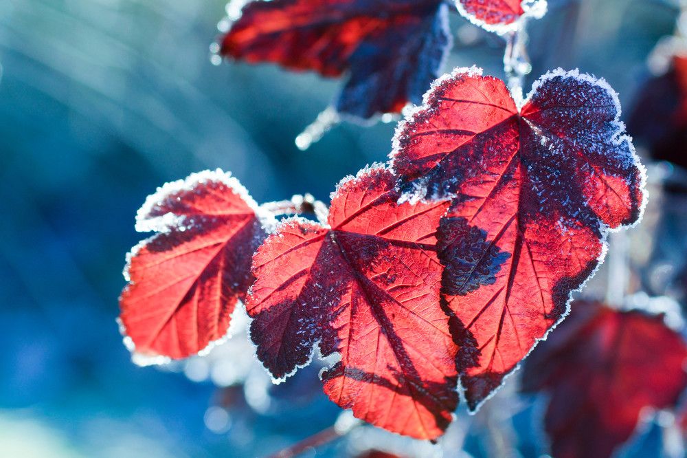 leaves
