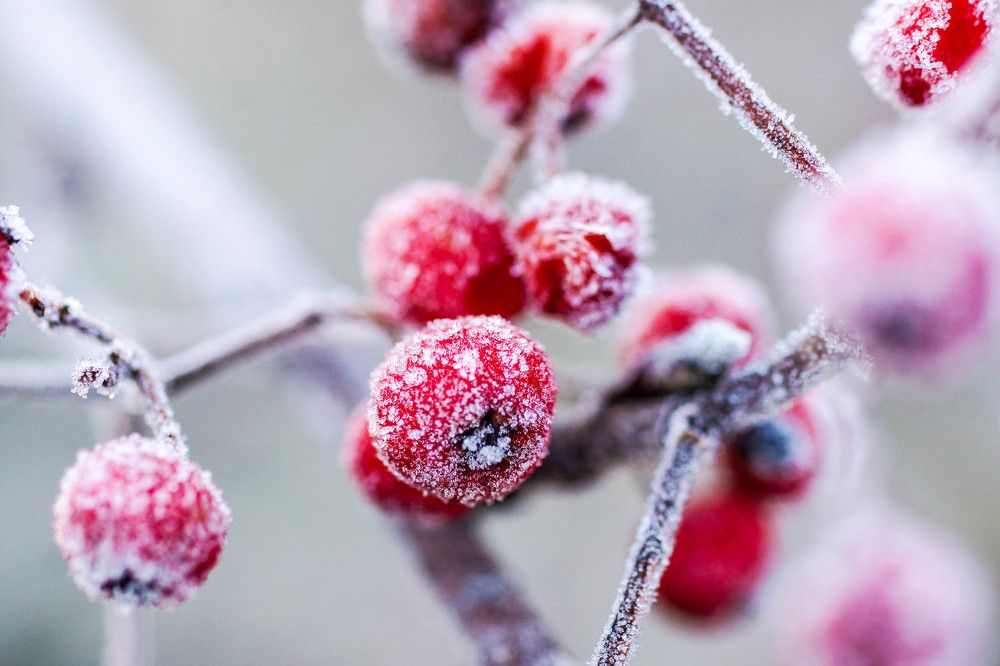 frost