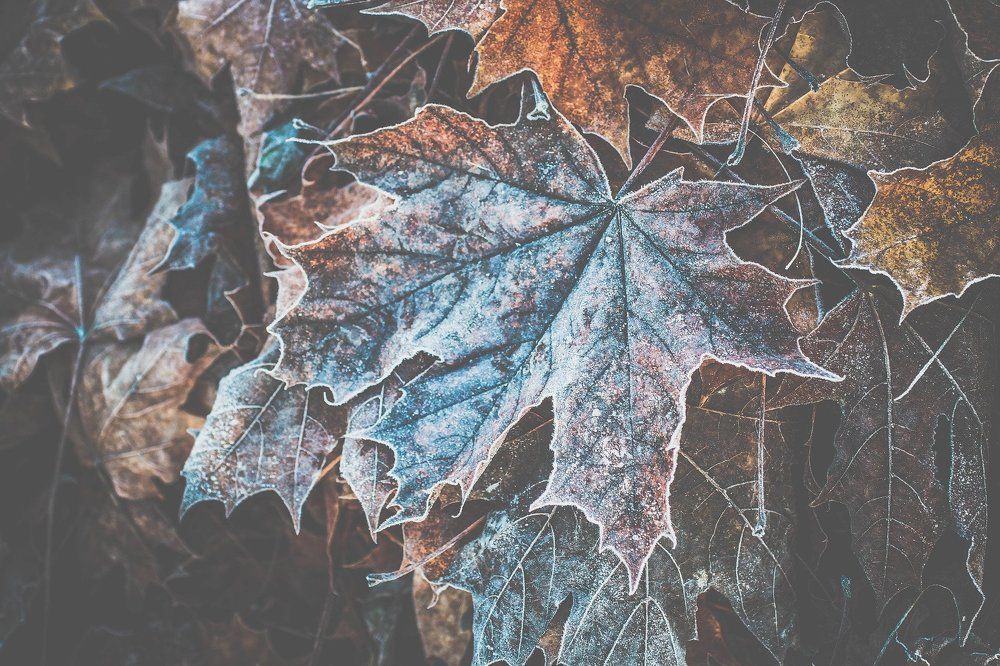 maple