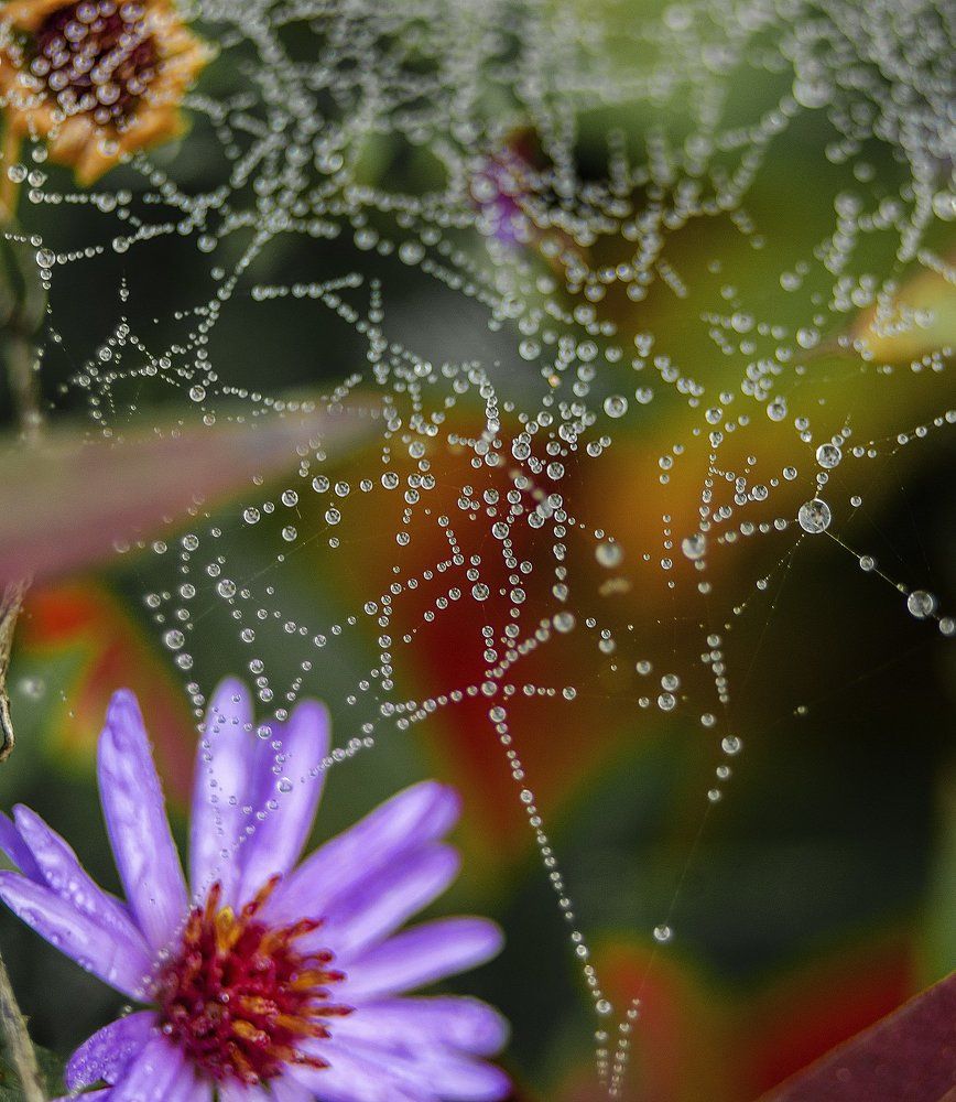 Photograph by Елена Вапняр