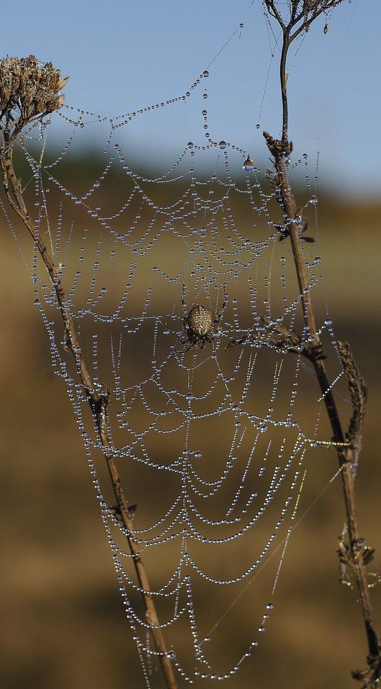 Photograph by Елена Вапняр