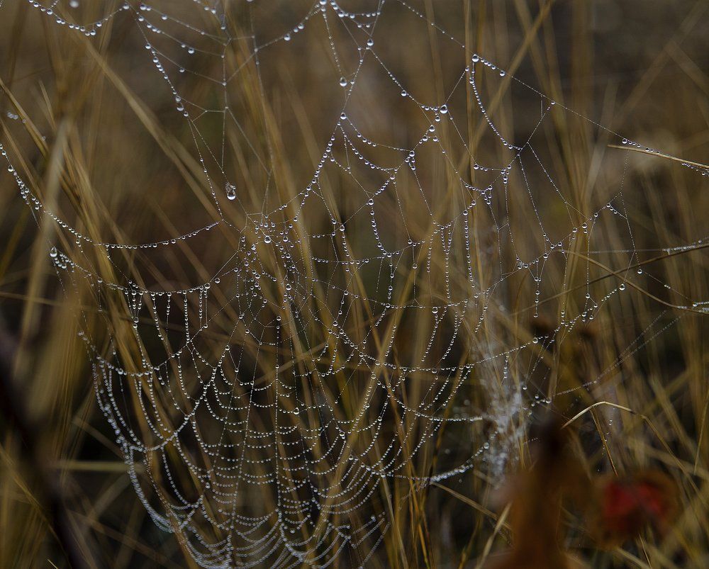 Photograph by Елена Вапняр