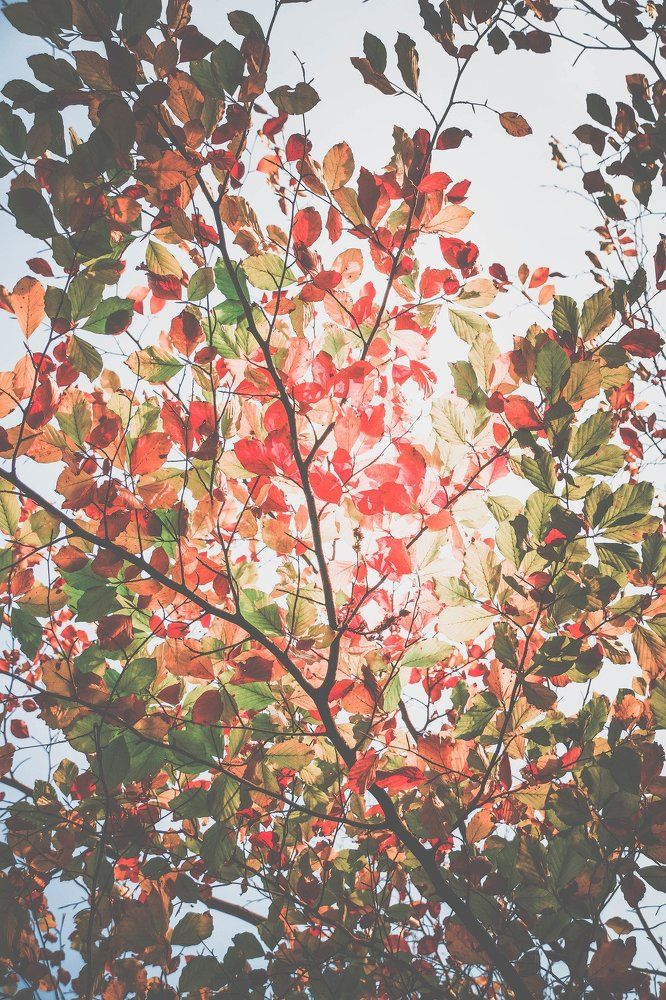 colors