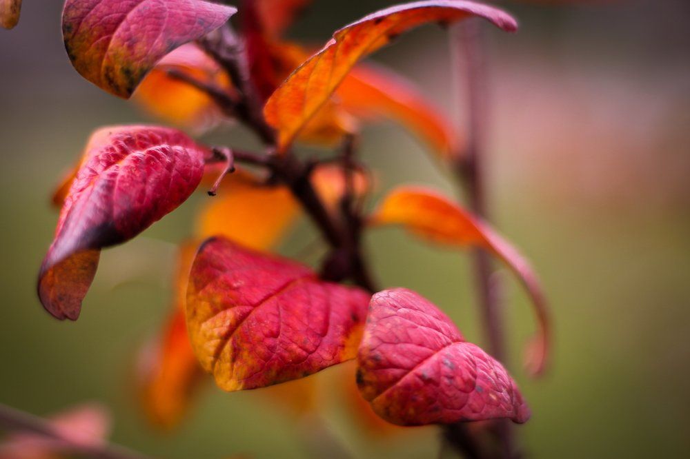 Переливы красного