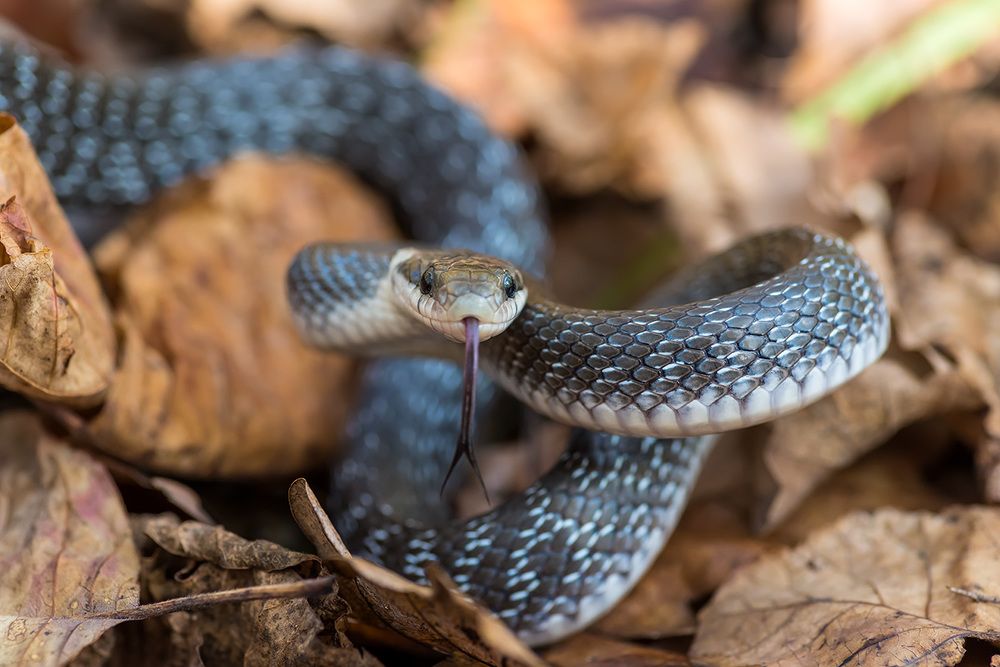 Эскулапов полоз