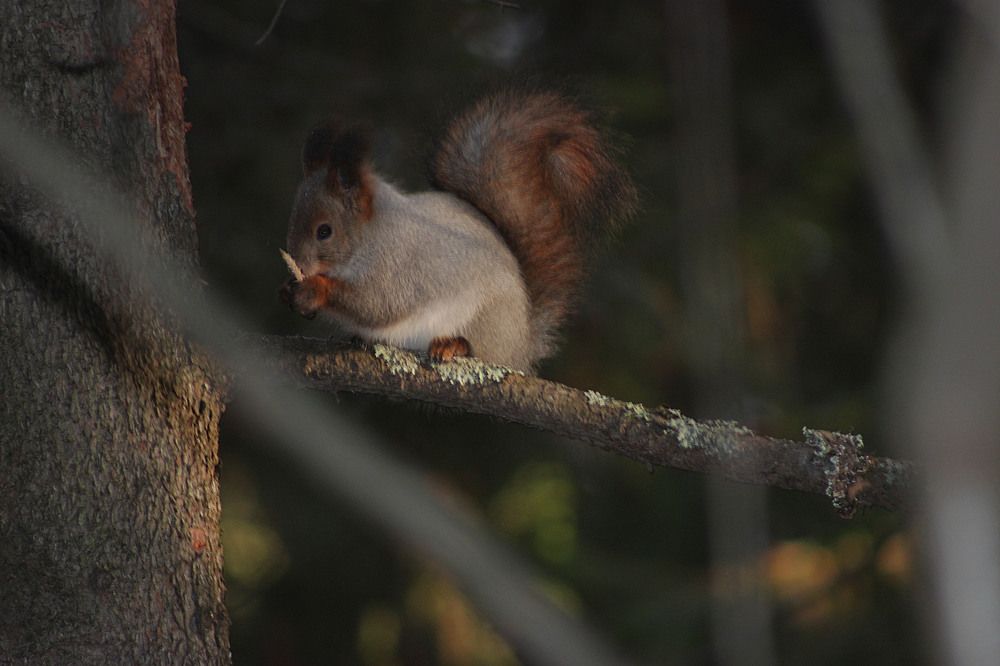 Загадочная белочка