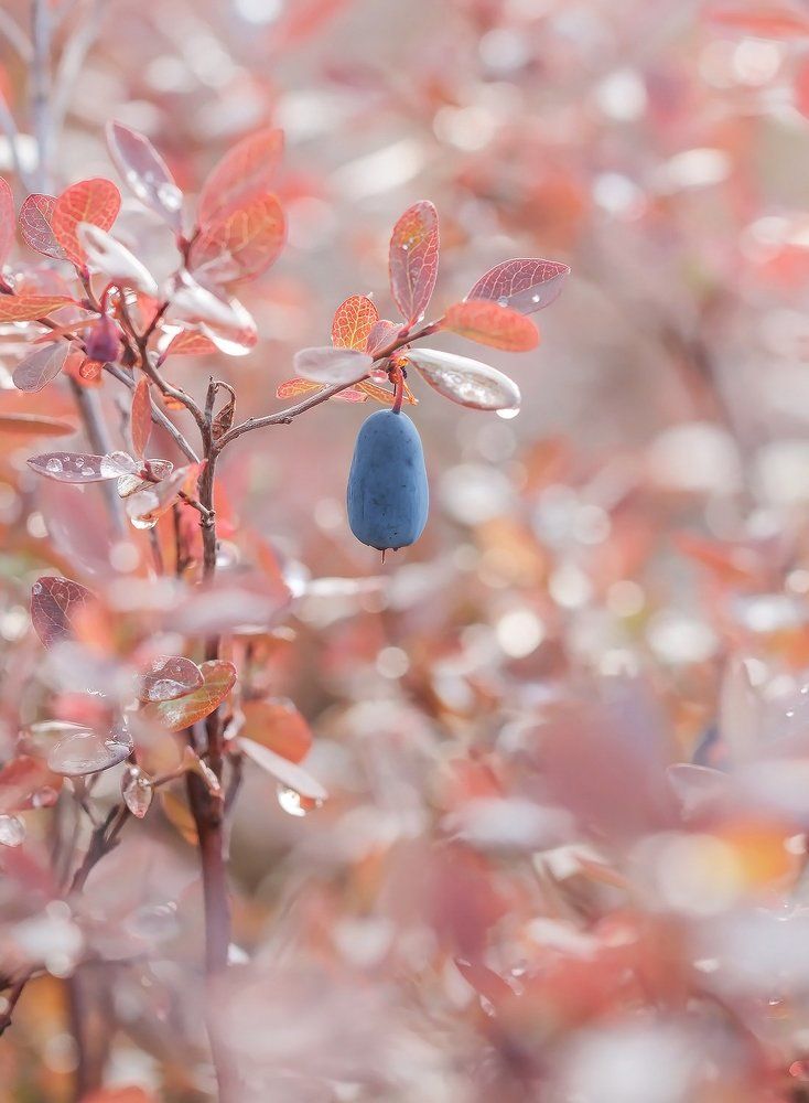 Нежные краски сентября