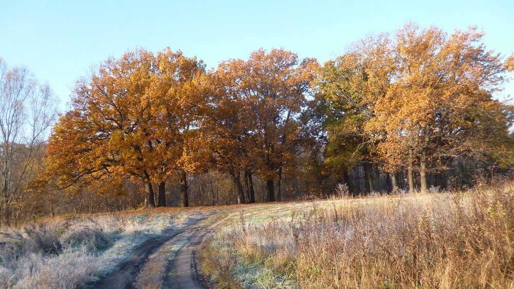дорога в осень