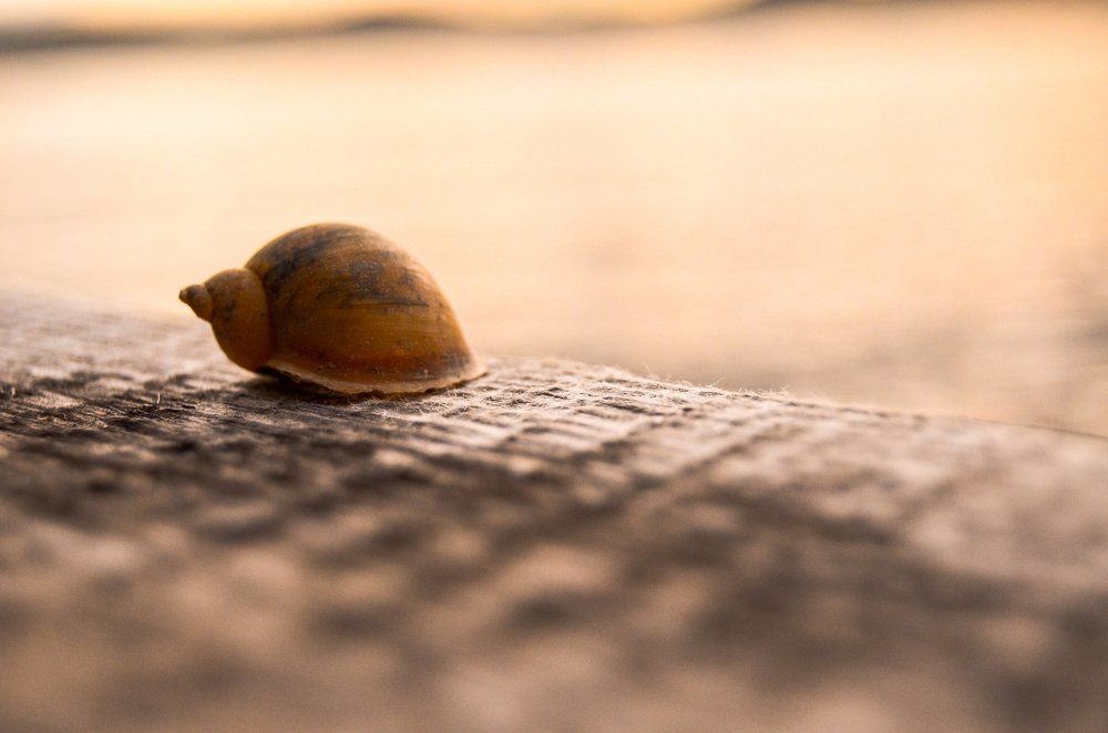 Photograph by Александр Шевкунов