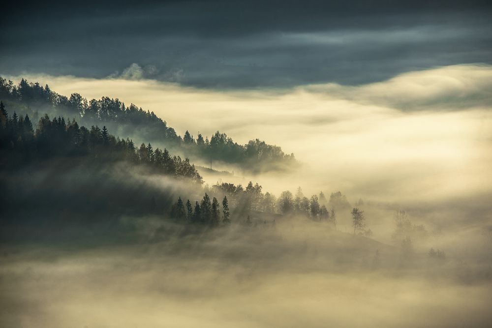 Утренние туманы