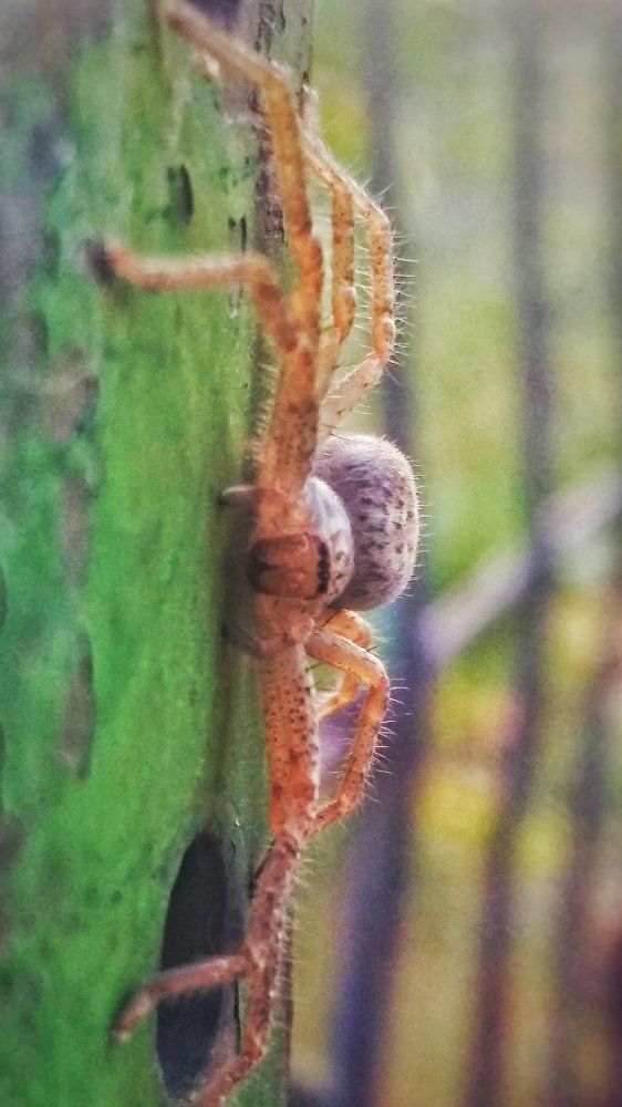 Amazing spider 1