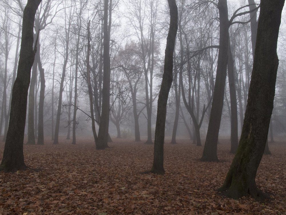 Пустота леса