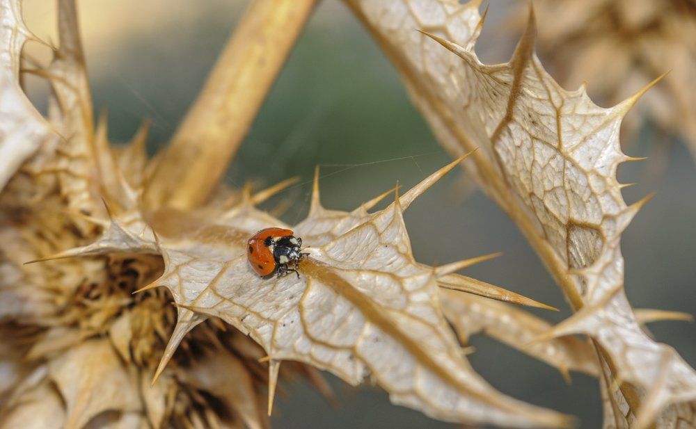 Ladybug in thorns.