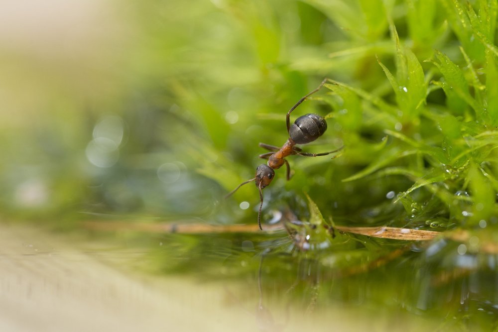 пошел искупаться