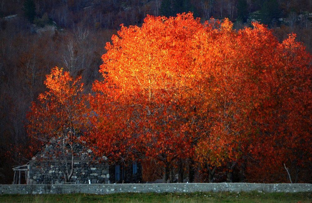The house & red tree