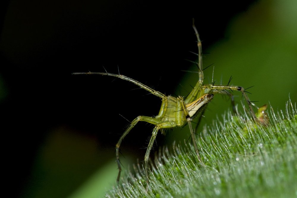 Lynx Spider