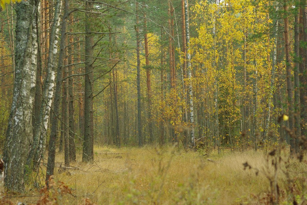 Осенний лес
