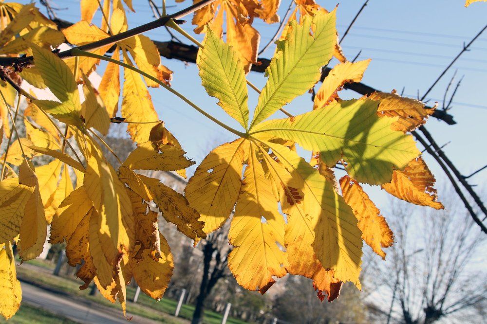 Последние листья