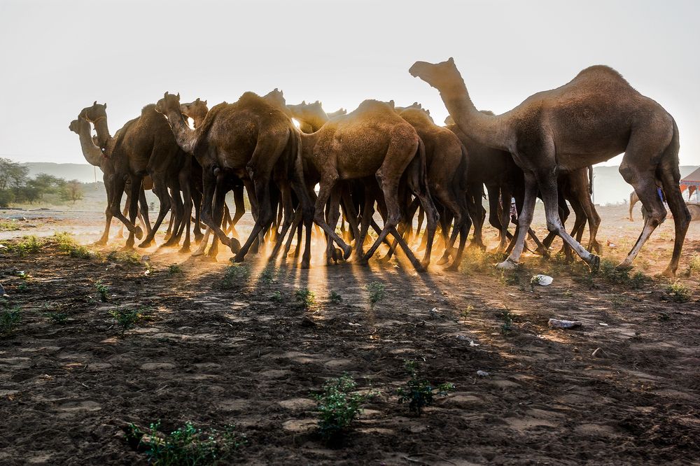 Camel Fair, Pushkar