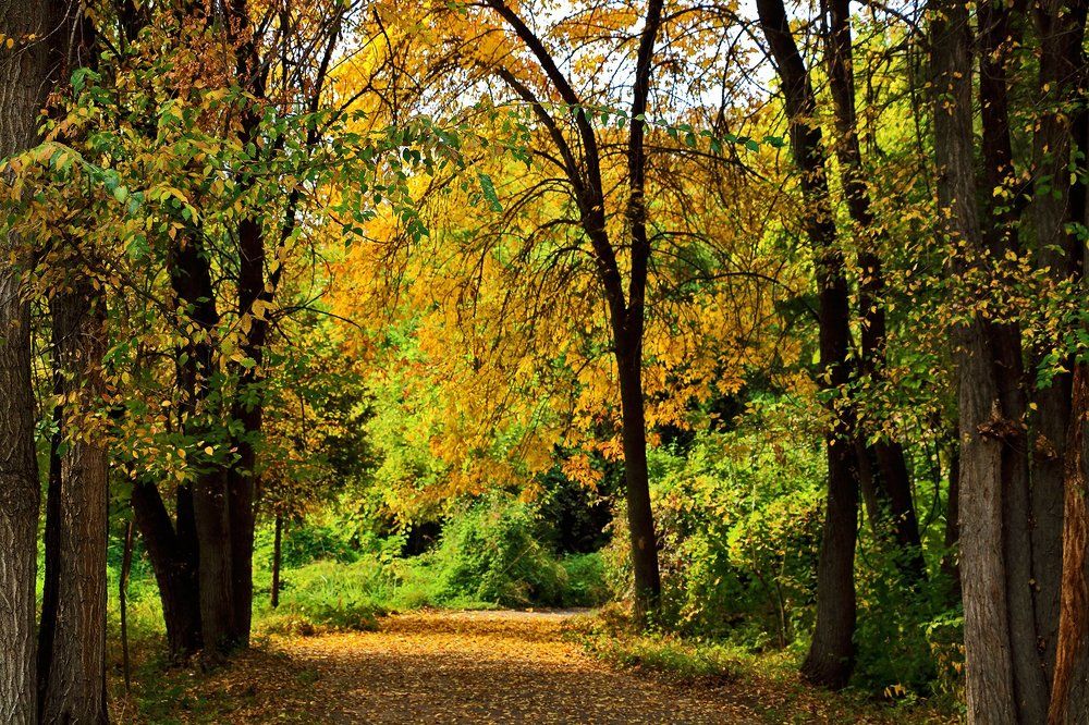 Осень в ботаническом саду