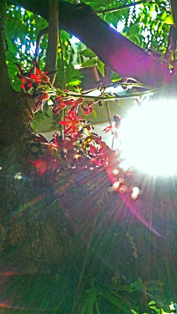 Sunset in the tree shade..!!