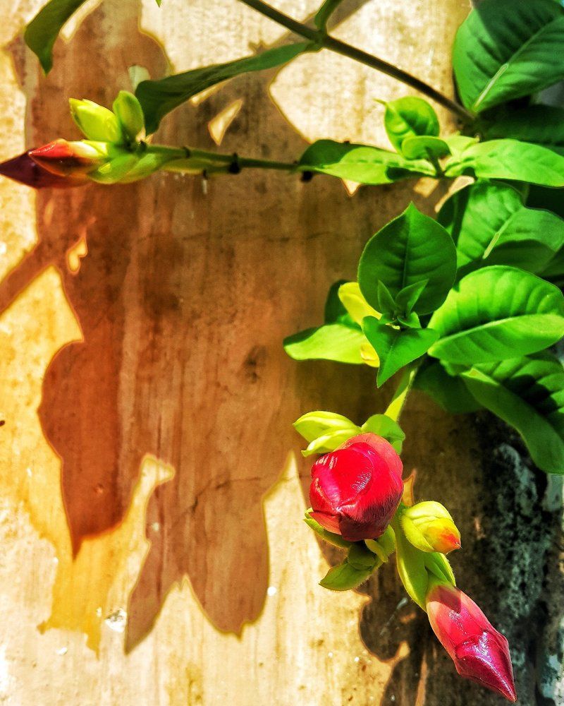 Mobile photography