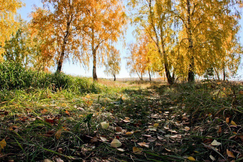 Дорога в лес