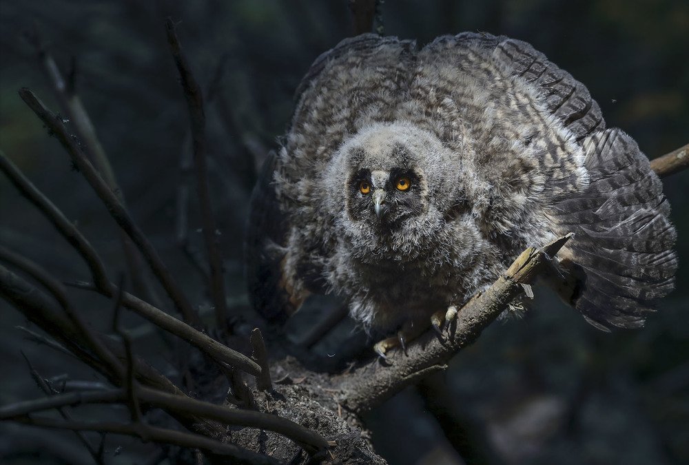 Хозяин поваленной ели.