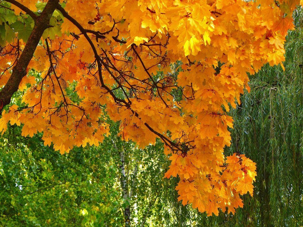 Осеннее "золото"