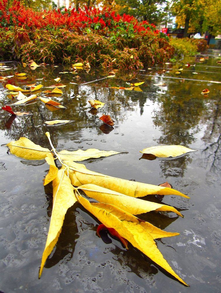 Осень крупным планом