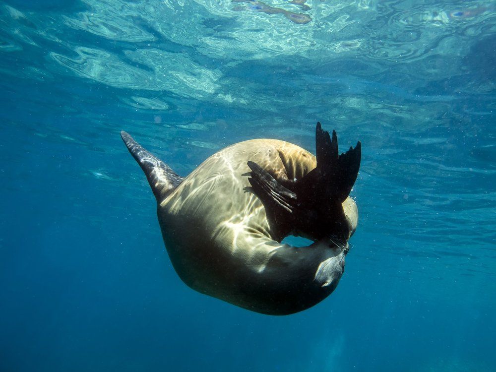 Морской лев. Калифорнийский залив.