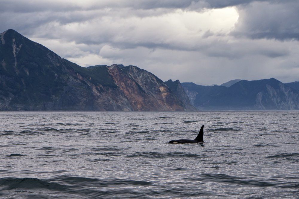 Косатка. Камчатка.