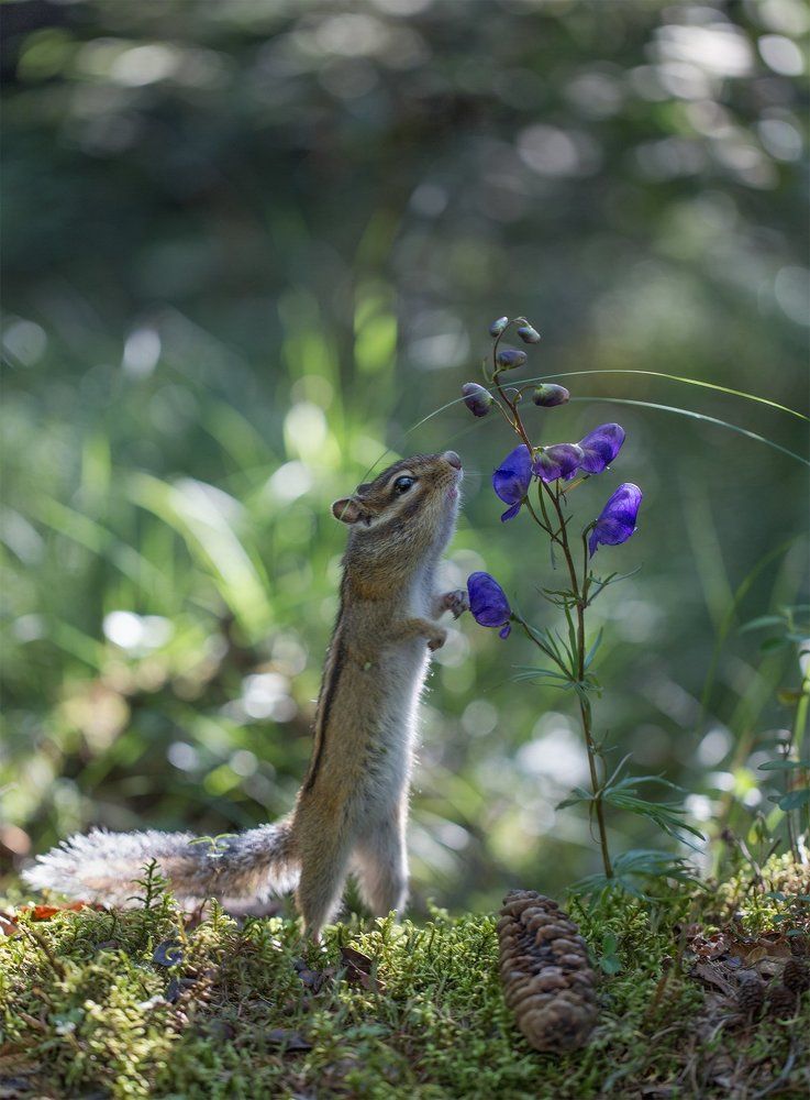 Ценитель прекрасного