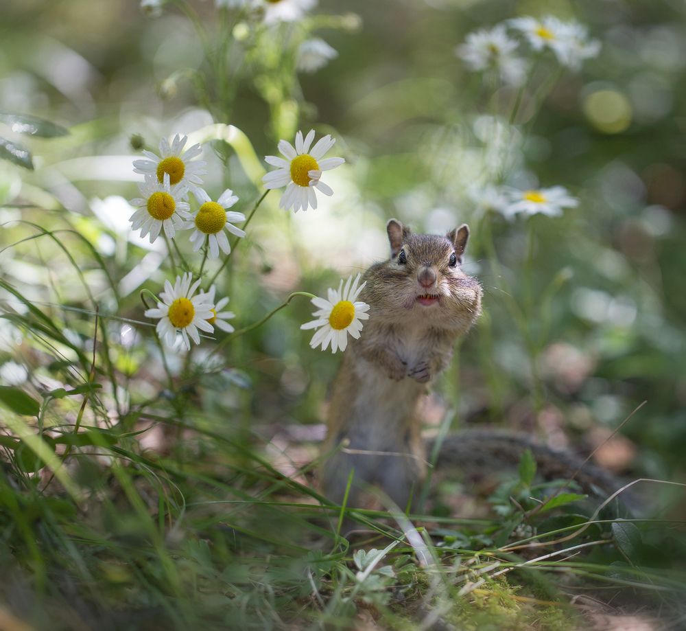 Раз ромашка, два ромашка...